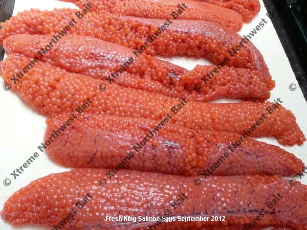 Fresh Salmon Egg, Fresh Salmon Roe, Xtreme Northwest Bait Co